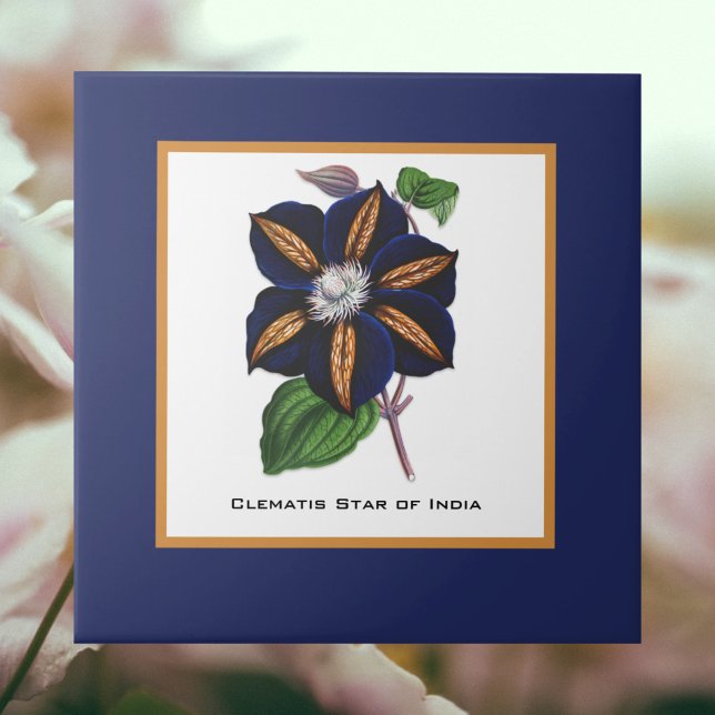 Clematis Star of India Botanical Illustration Kakelplatta (Skapare uppladdad)