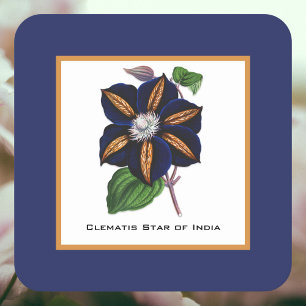 Clematis Star of India Botanical Illustration Underlägg Papper Kvadrat