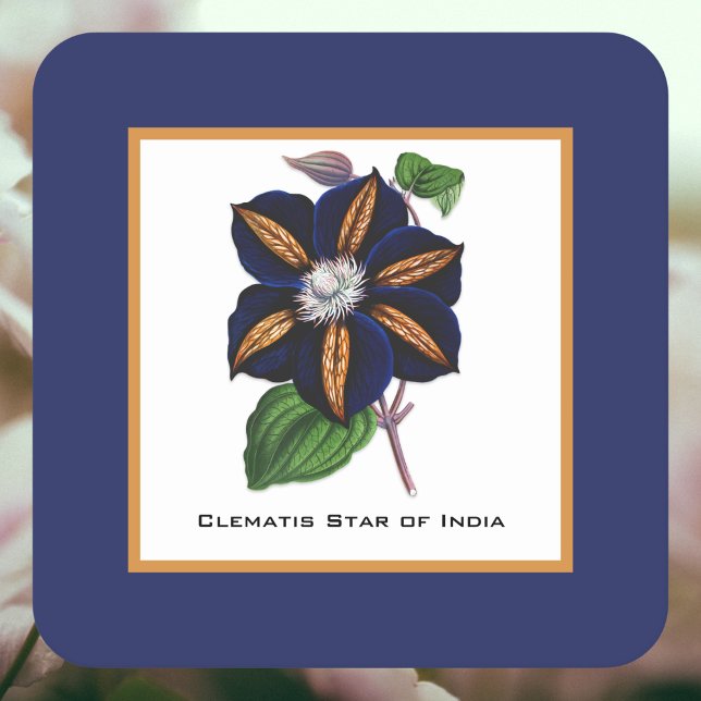 Clematis Star of India Botanical Illustration Underlägg Papper Kvadrat (Skapare uppladdad)