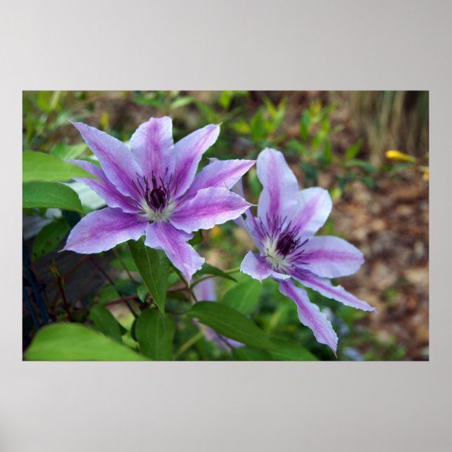 Clematis Vår Poster (Framsidan)