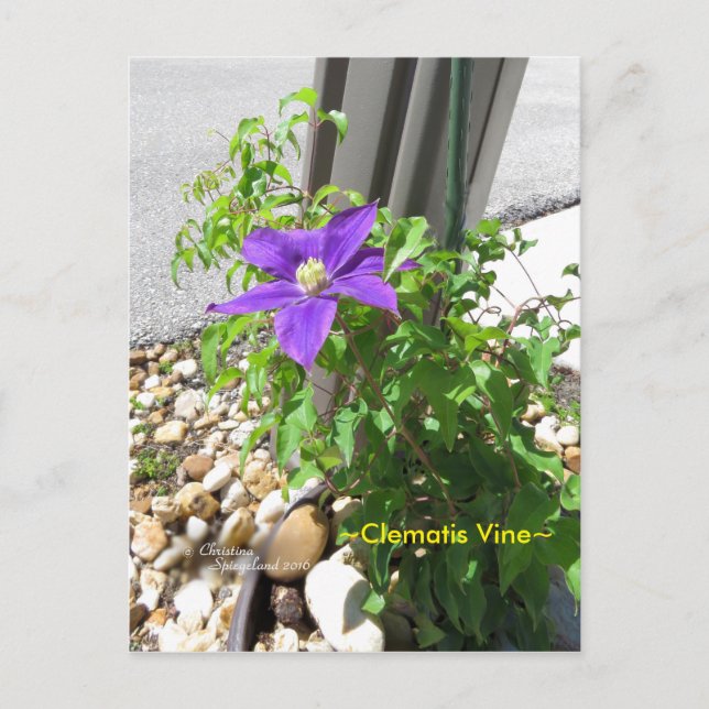 Clematis vine lila blommor Spiegeland Postcard Vykort (Framsida)