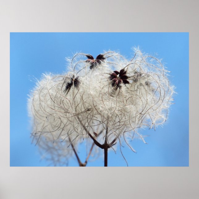 Clematis vitalba - Gamle mans Beard Poster (Framsidan)