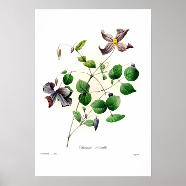 Clematis viticella poster (Framsidan)