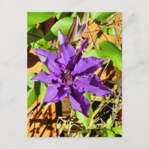 CLEMATIS VYKORT