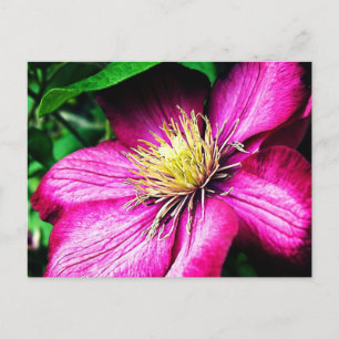 Clematis Vykort