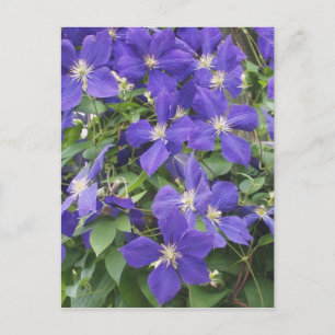 clematis vykort