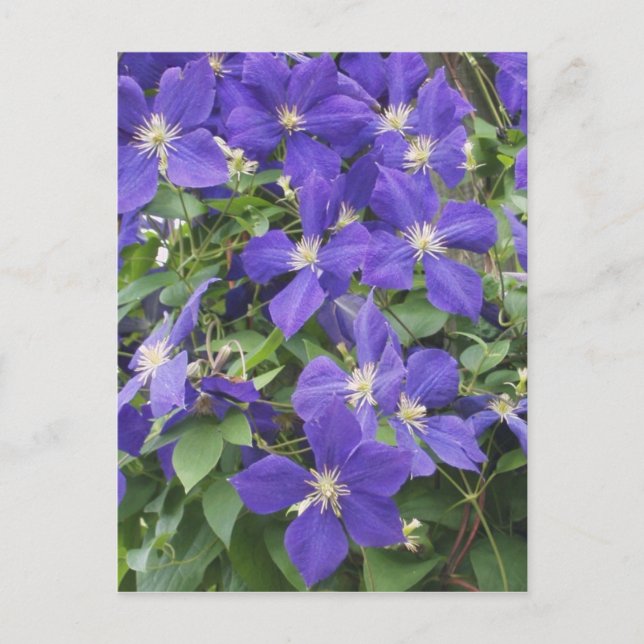 clematis vykort (Framsida)