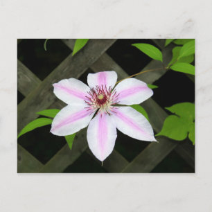 Clematis Vykort