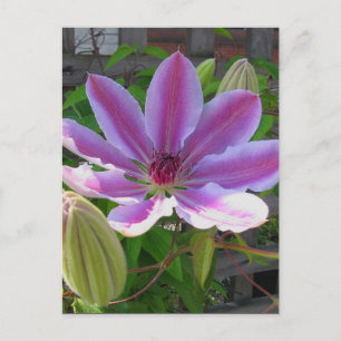 Clematis vykort