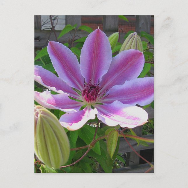 Clematis vykort (Framsida)