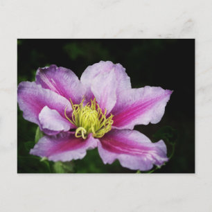 Clematis Vykort