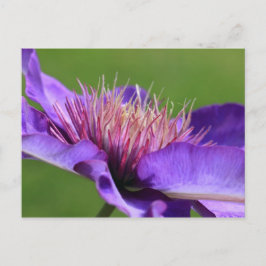Clematis-vykort Vykort