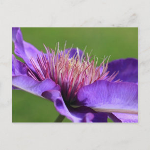 Clematis-vykort Vykort