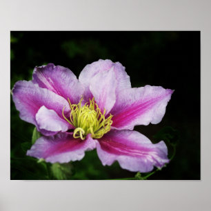 Clematisblommor Poster