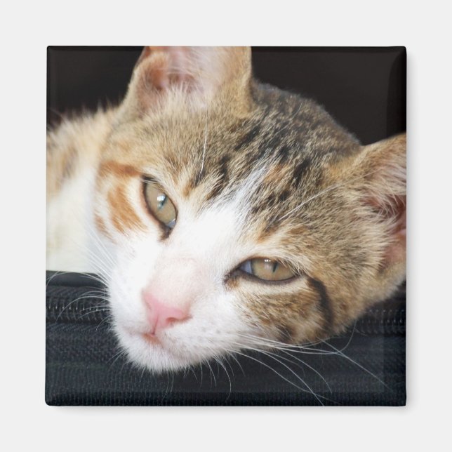 Cleo Cat Magnet (Framsidan)