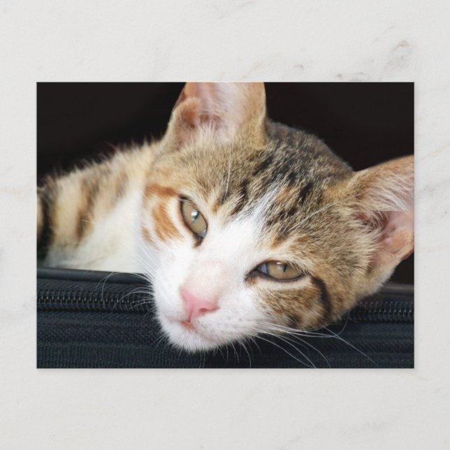Cleo Cat-vykort Vykort (Framsida)