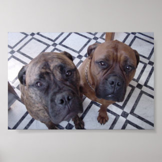 Cleo och Luna Poster