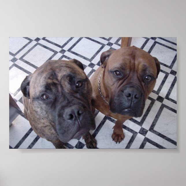 Cleo och Luna Poster (Framsidan)