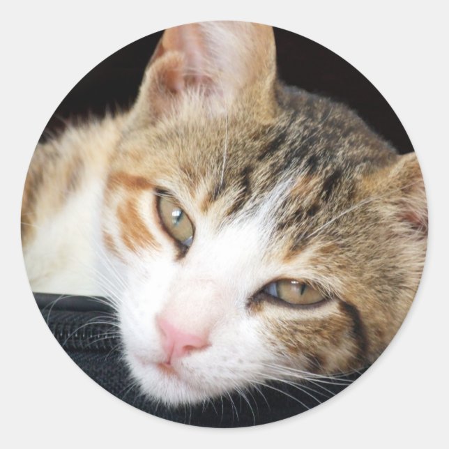 Cleo Stickers Runt Klistermärke (Framsida)