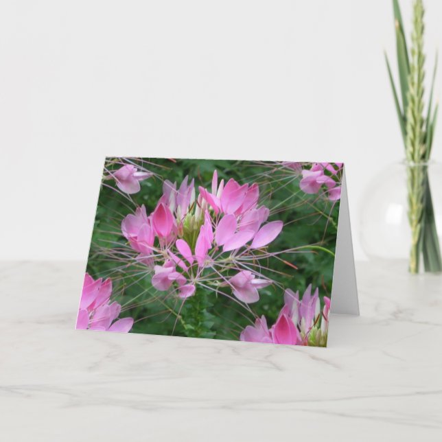 Cleome Kort (Framsida)