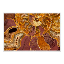 Cleoniceras Ammonit Fossil Väggkonst Naturtryck Perfect Poster