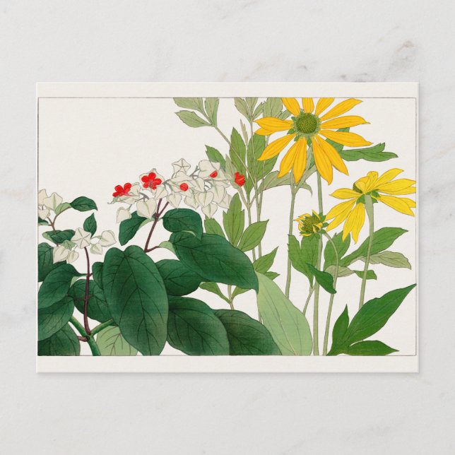 Clerodendrum thomsoniae, Rudbeckia, Tanigami Konan Vykort (Framsida)
