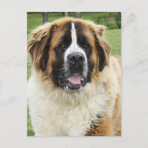 Cletus - Saint Bernard Vykort