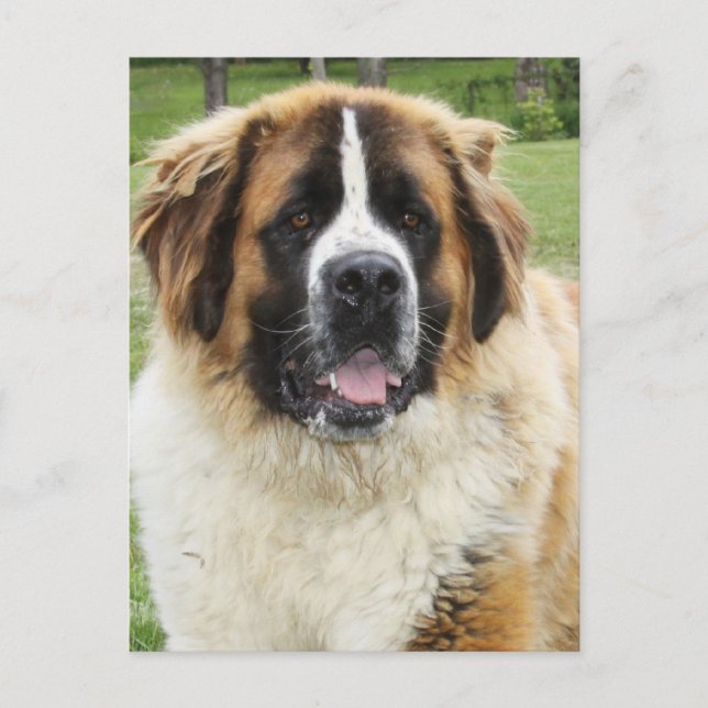 Cletus - Saint Bernard Vykort (Framsida)