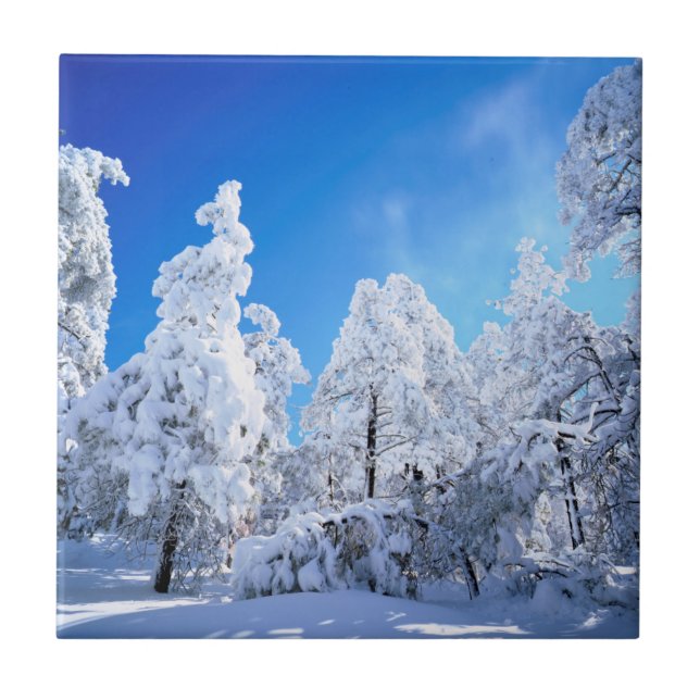 Cleveland National Forest Kakelplatta (Framsidan)