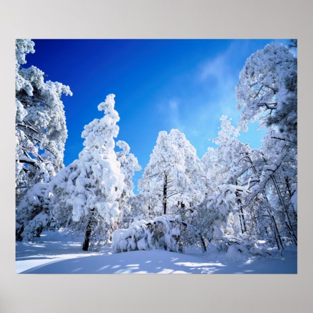 Cleveland National Forest Poster (Framsidan)