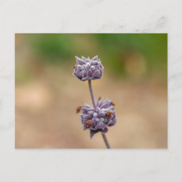 Cleveland Sage Vykort