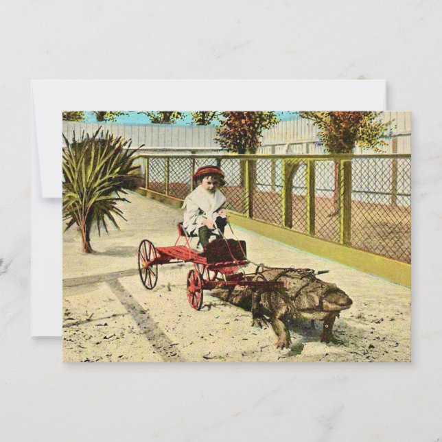 Clever Florida Alligator Flytta Announcement (Framsida)