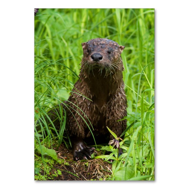 Clever River Otter Bordsnummer (Framsidan)