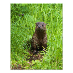 Clever River Otter Fototryck