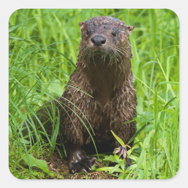 Clever River Otter Fyrkantigt Klistermärke (Framsida)