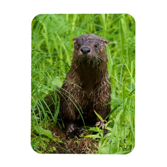Clever River Otter Magnet (Vertikal)