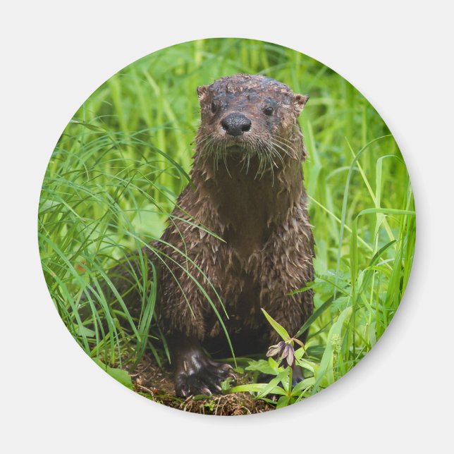Clever River Otter Magnet (Framsidan)
