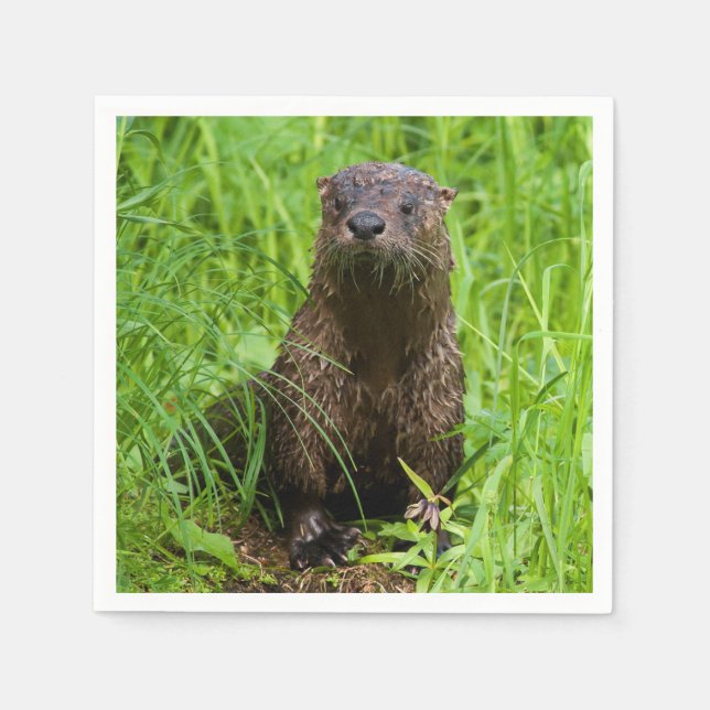 Clever River Otter Pappersservett (Framsidan)