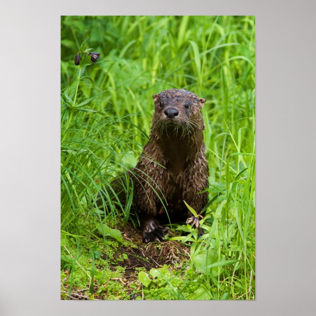 Clever River Otter Poster (Framsidan)