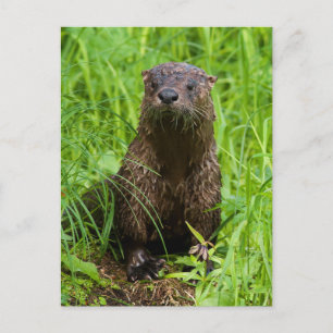 Clever River Otter Vykort