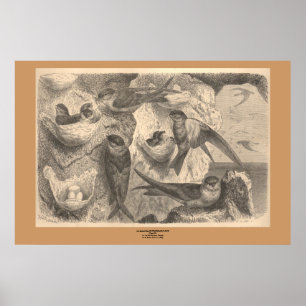 Cliff Sväljer Poster