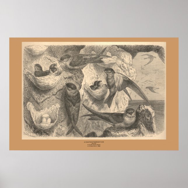 Cliff Sväljer Poster (Framsidan)