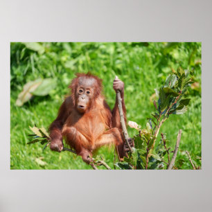 Climate Orangutan Baby Poster