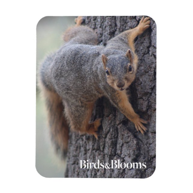 Clinging Squirrel Magnet (Vertikal)