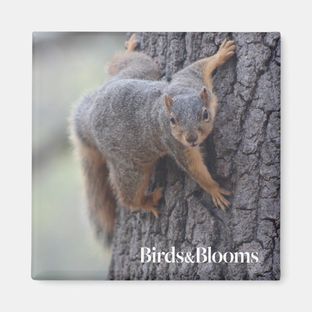 Clinging Squirrel Magnet (Framsidan)