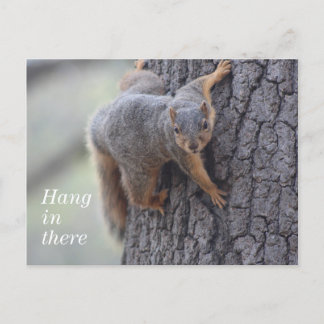 Clinging Squirrel Vykort