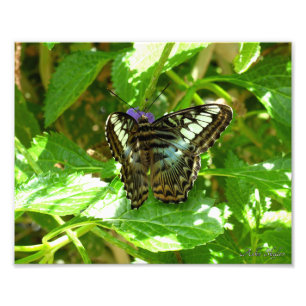 Clipper Butterfly Fototryck