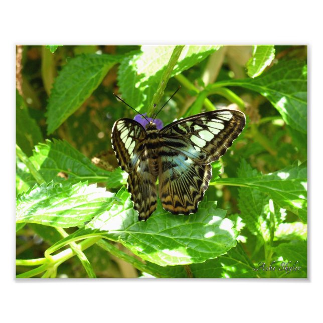 Clipper Butterfly Fototryck (Framsidan)
