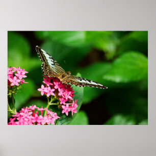 Clipper on Pentas 2 Skriv ut Poster