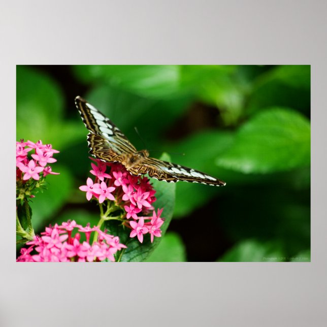 Clipper on Pentas 2 Skriv ut Poster (Framsidan)